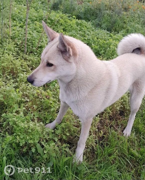 Пропала собака в Твери — фото объявления
