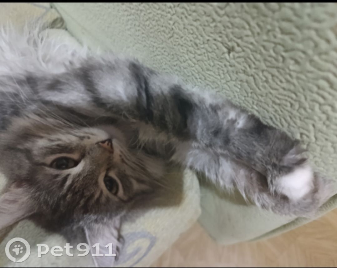 Пропала кошка в Твери — фото объявления