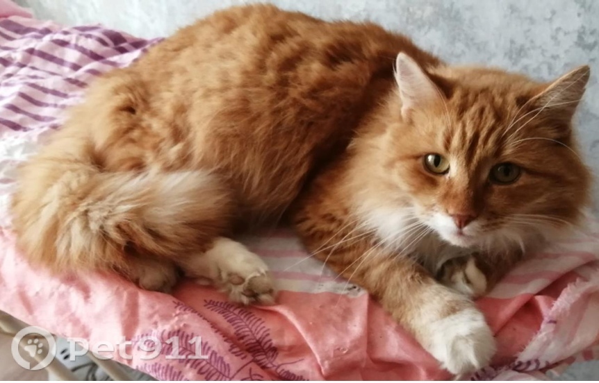 Пропала кошка в Твери — фото объявления