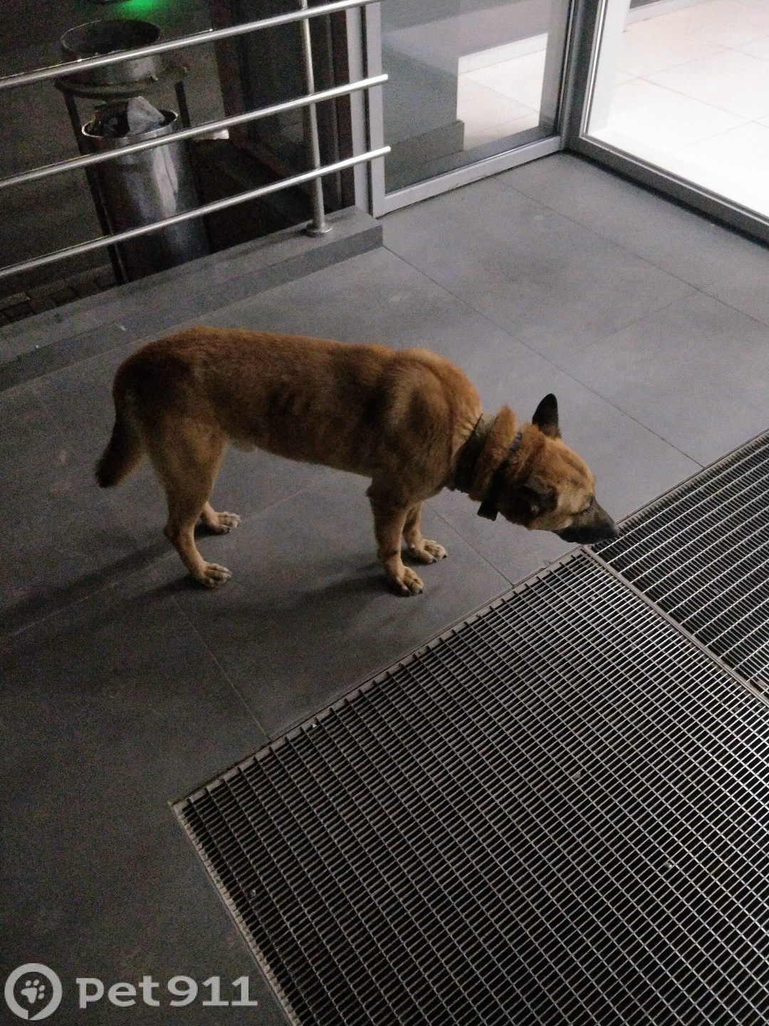 Найдена собака в Твери — фото объявления