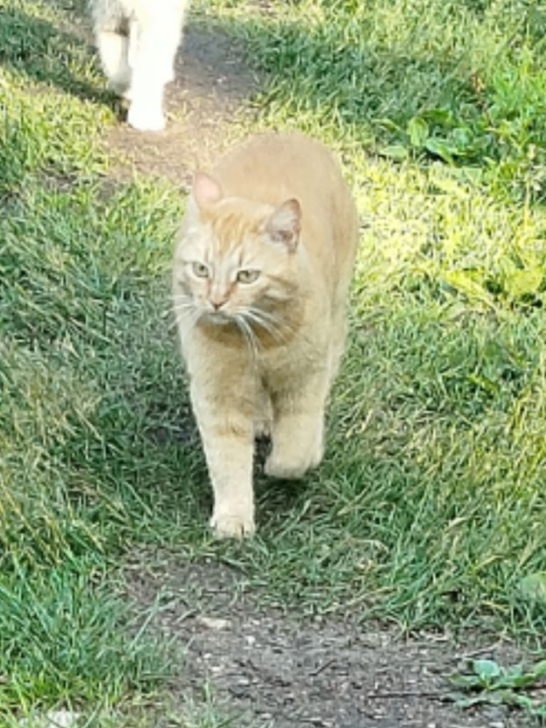 Пропала кошка в Твери — фото объявления