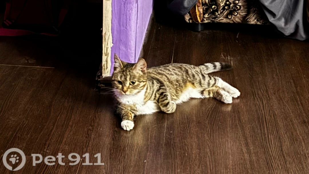 Найдена кошка в Твери — фото объявления