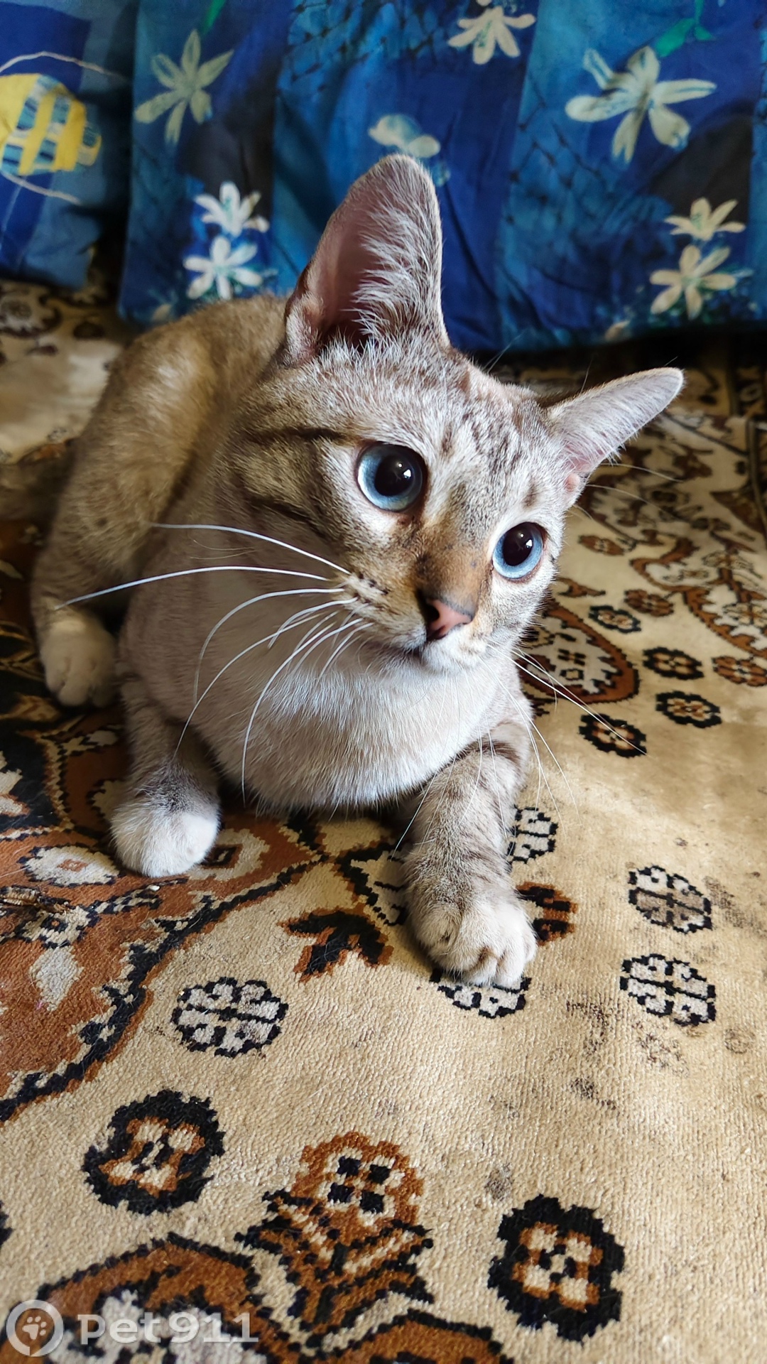 Найдена кошка в Твери — фото объявления