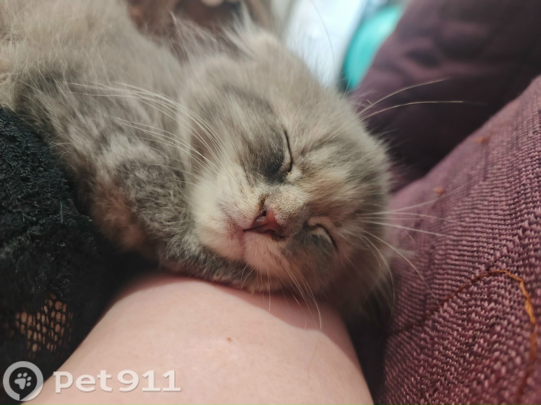 Пропала кошка в Твери — фото объявления