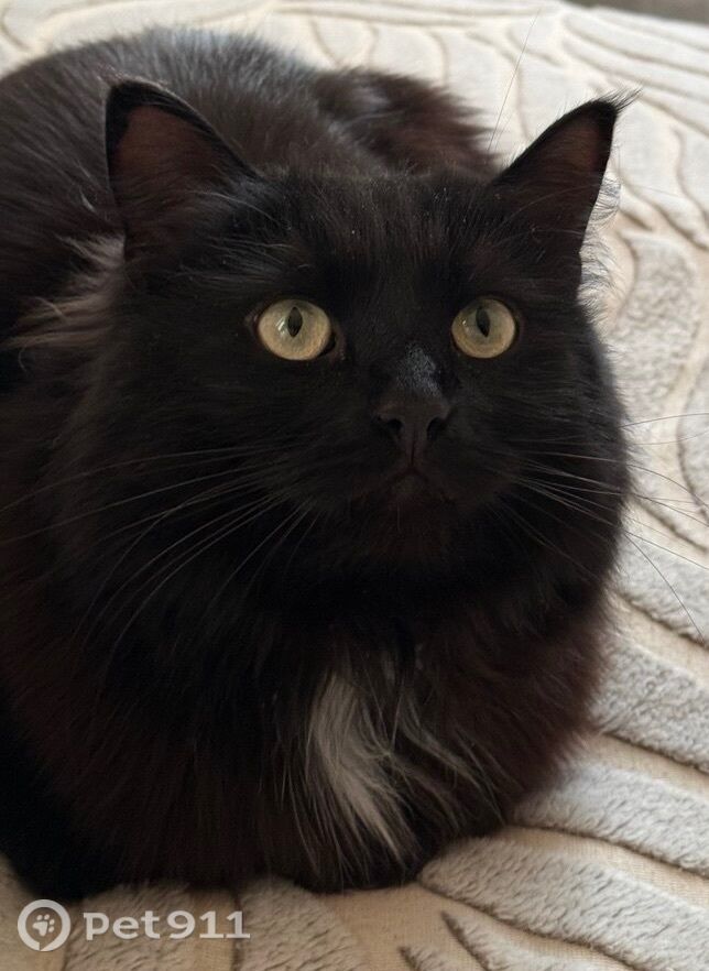 Пропала кошка в Твери — фото объявления