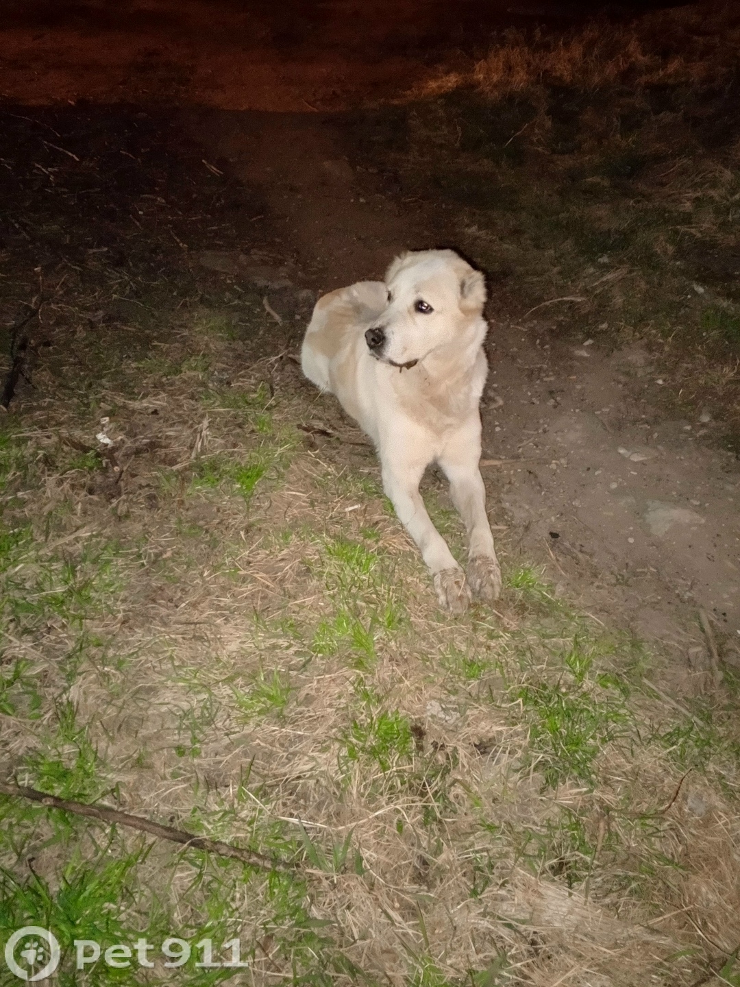 Найдена собака в Твери — фото объявления