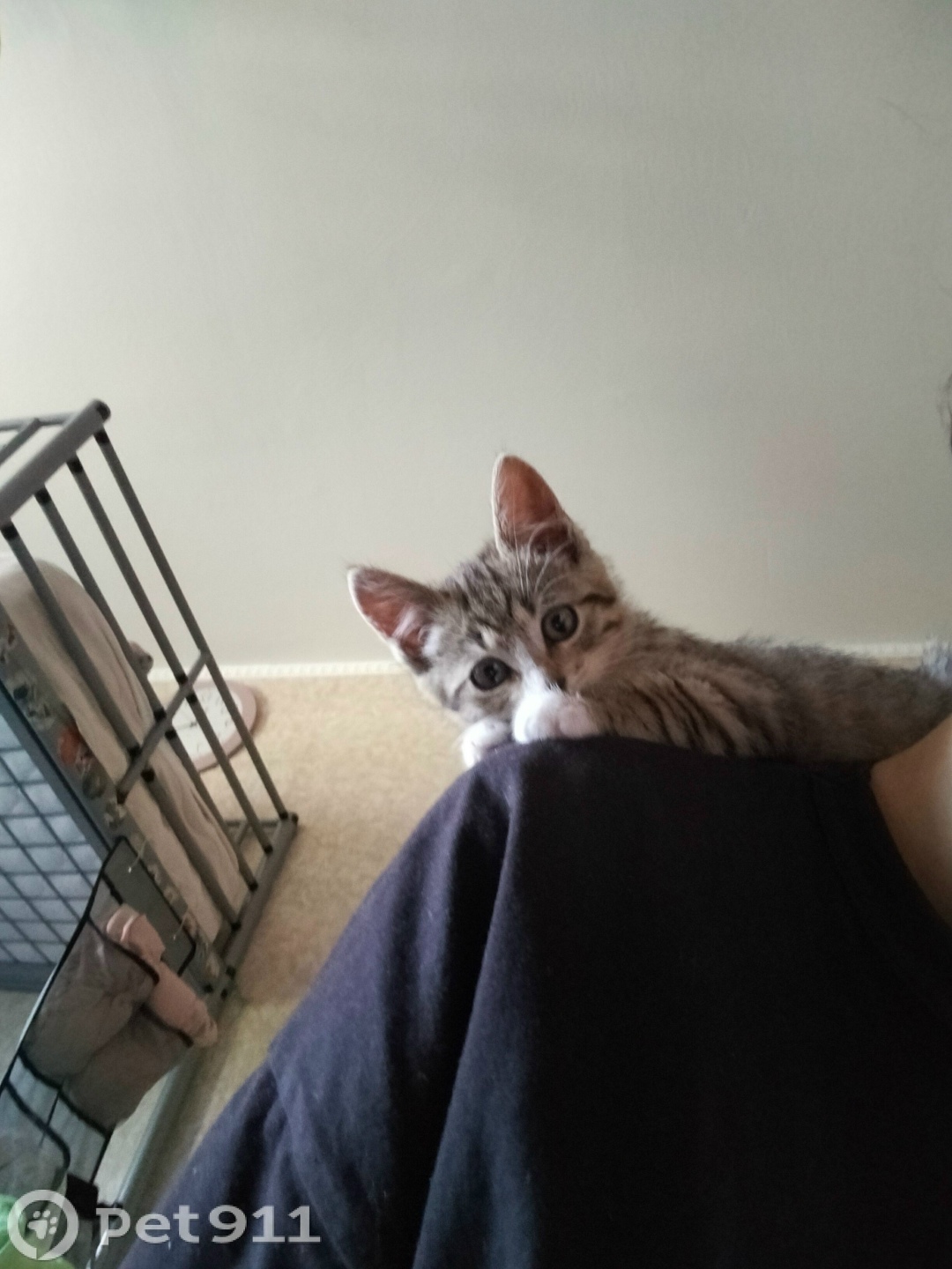 Пропала кошка в Твери — фото объявления