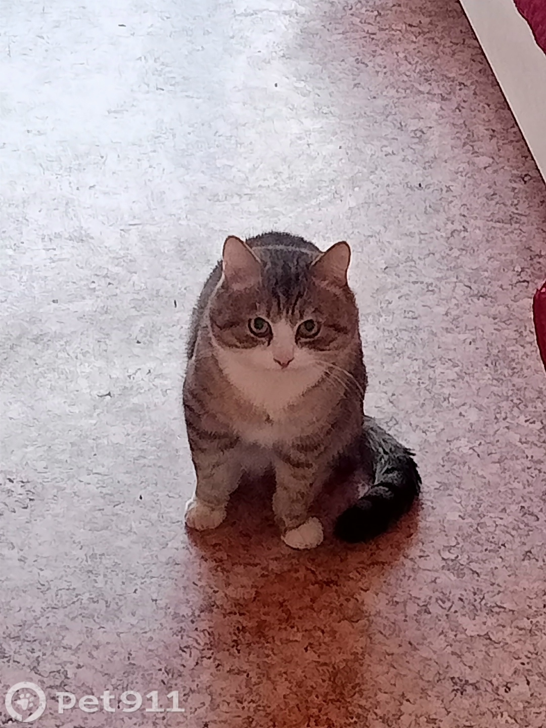 Пропала кошка в Твери — фото объявления