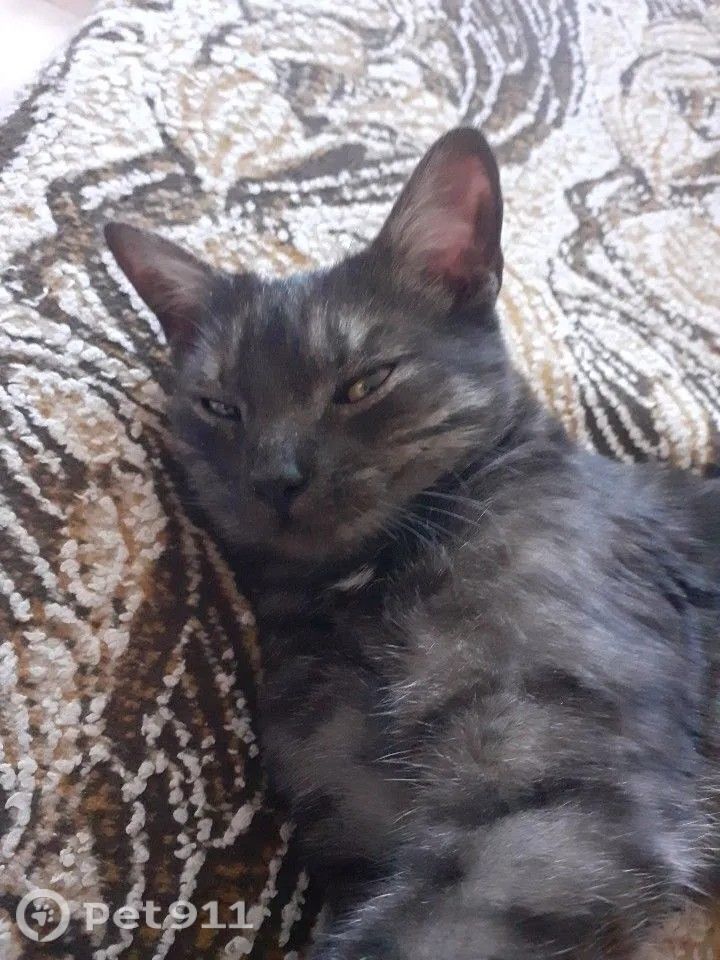 Найдена кошка в Твери — фото объявления