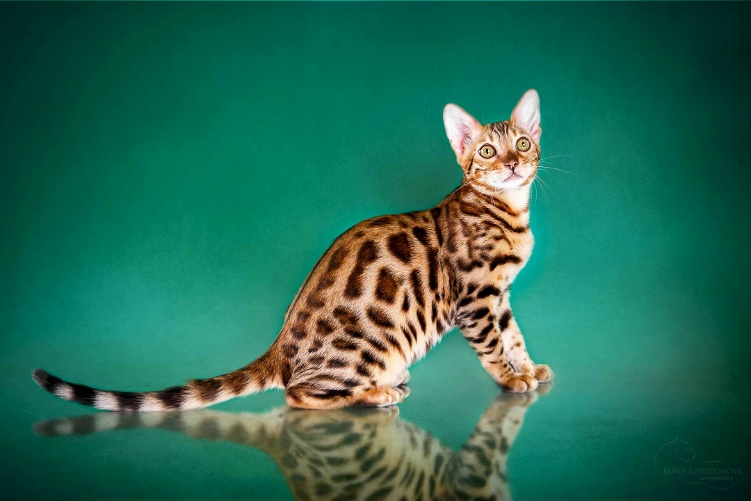 Найдена кошка в Твери — фото объявления