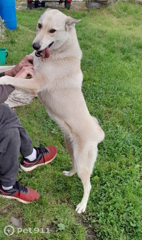 Пропала собака в Твери — фото объявления