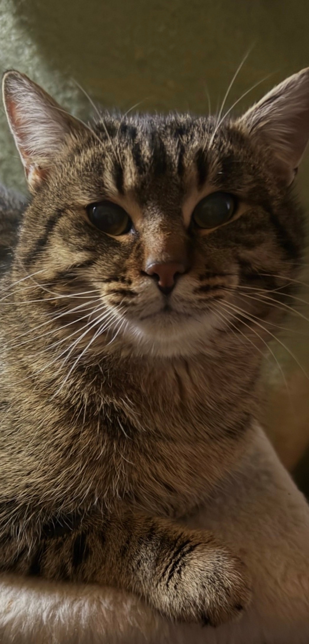 Пропала кошка в Твери — фото объявления