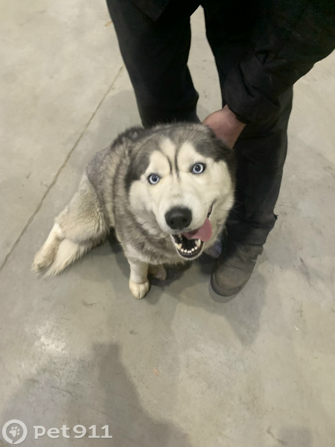 Найдена собака в Твери — фото объявления