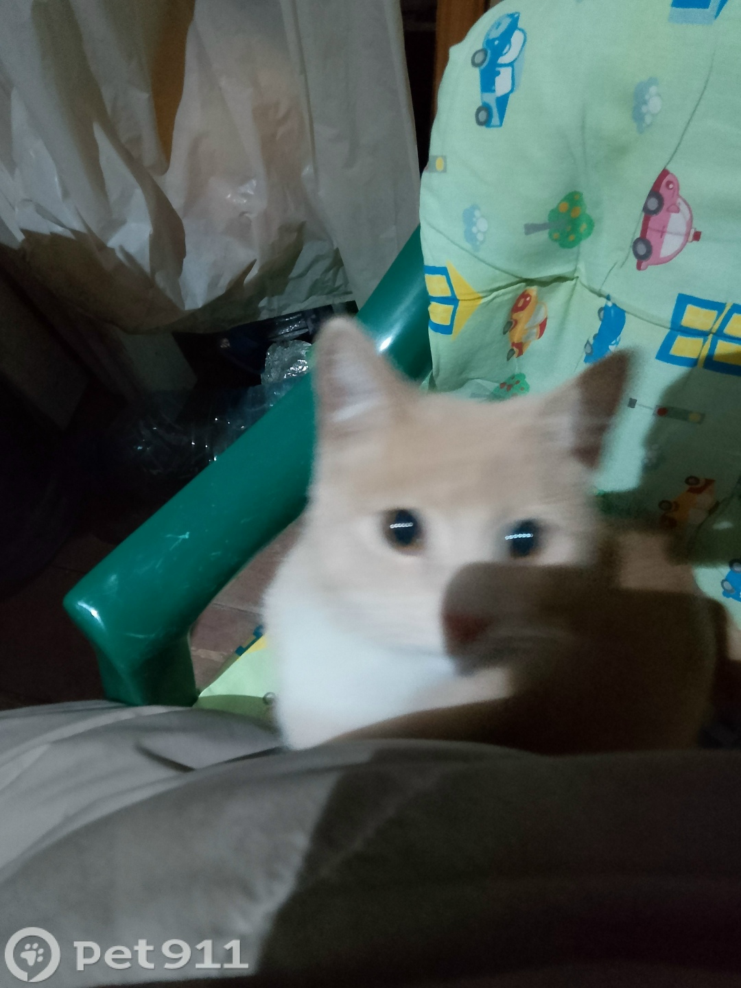 Найдена кошка в Твери — фото объявления