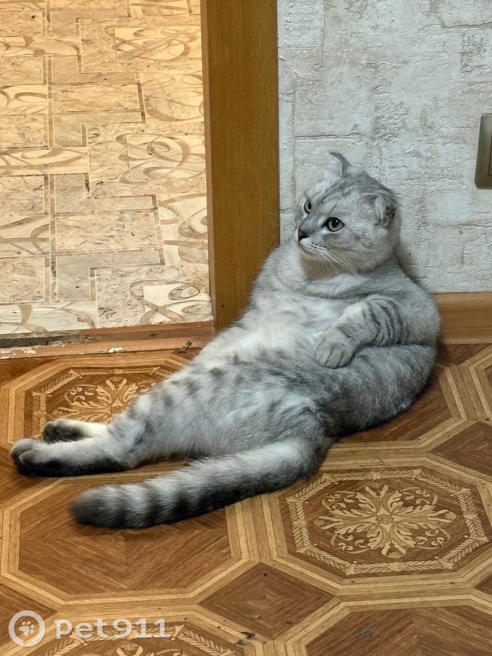 Пропала кошка в Твери — фото объявления