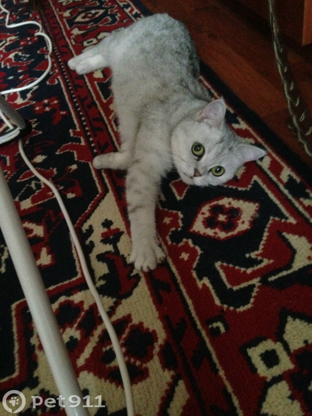 Найдена кошка в Твери — фото объявления