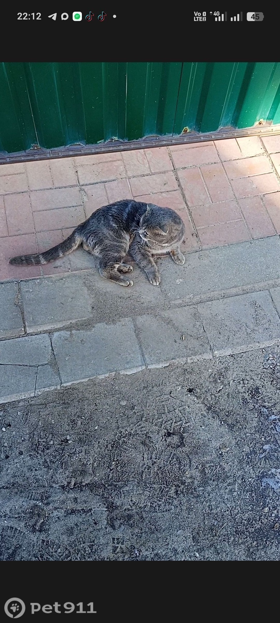 Пропала кошка в Твери — фото объявления