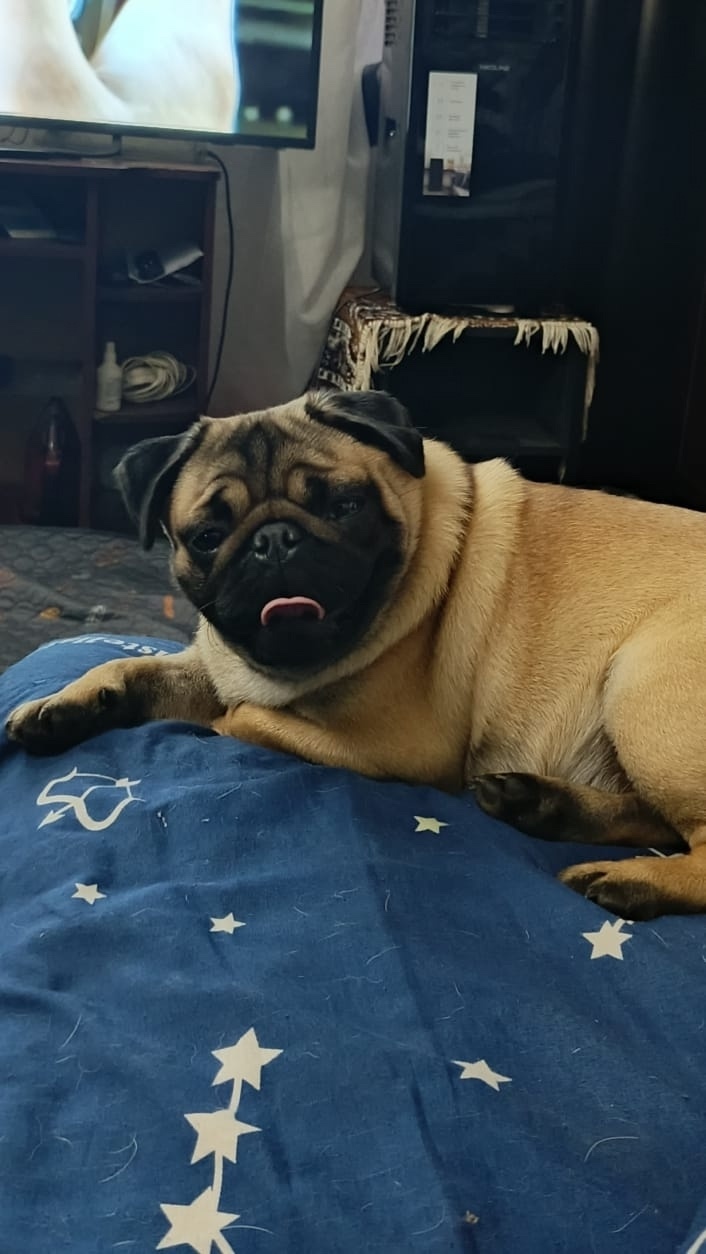 Пропала собака в Твери — фото объявления