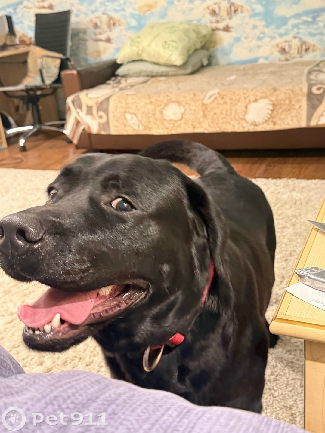 Пропала собака в Твери — фото объявления