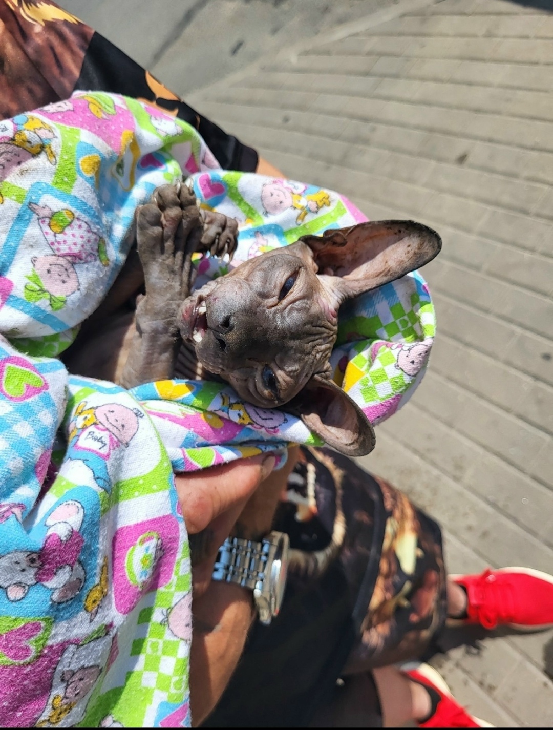 Найдена кошка в Твери — фото объявления