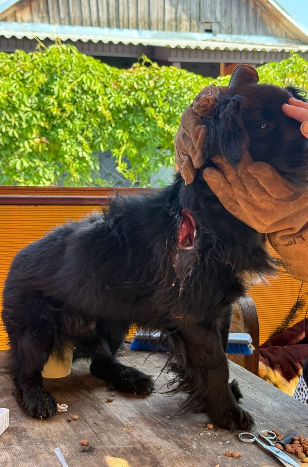 Найдена собака в Твери — фото объявления