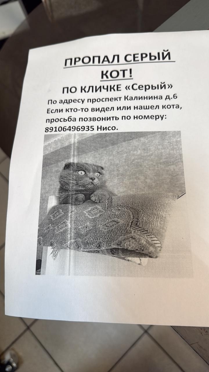 Пропала кошка в Твери — фото объявления
