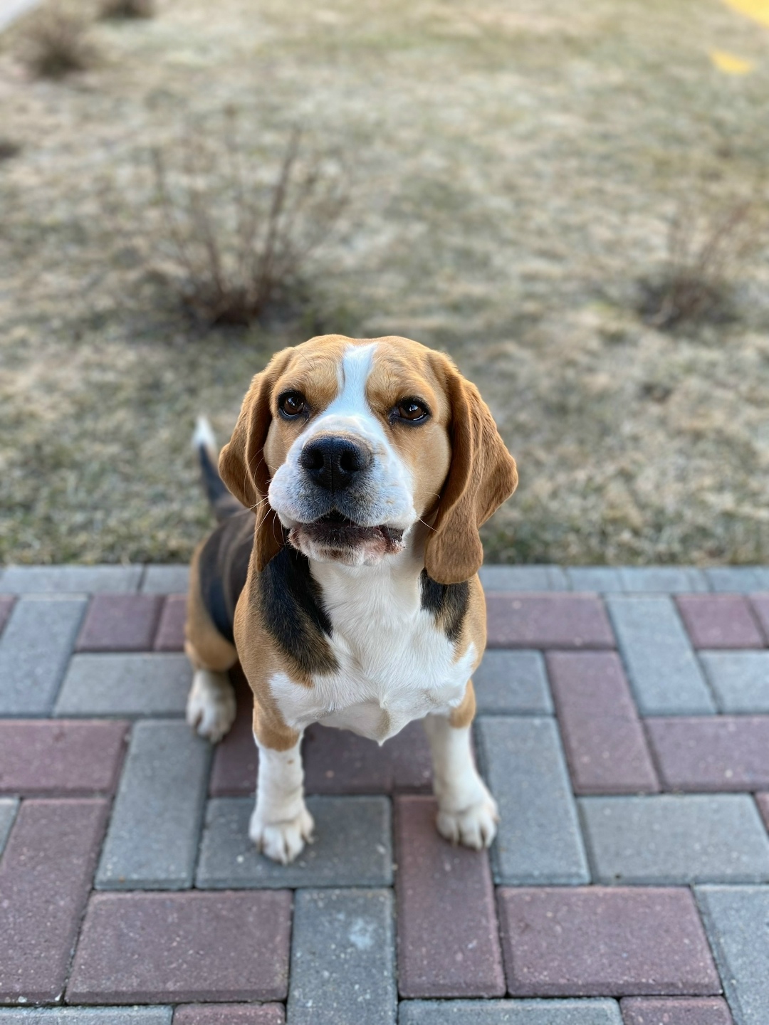 Пропала собака в Твери — фото объявления