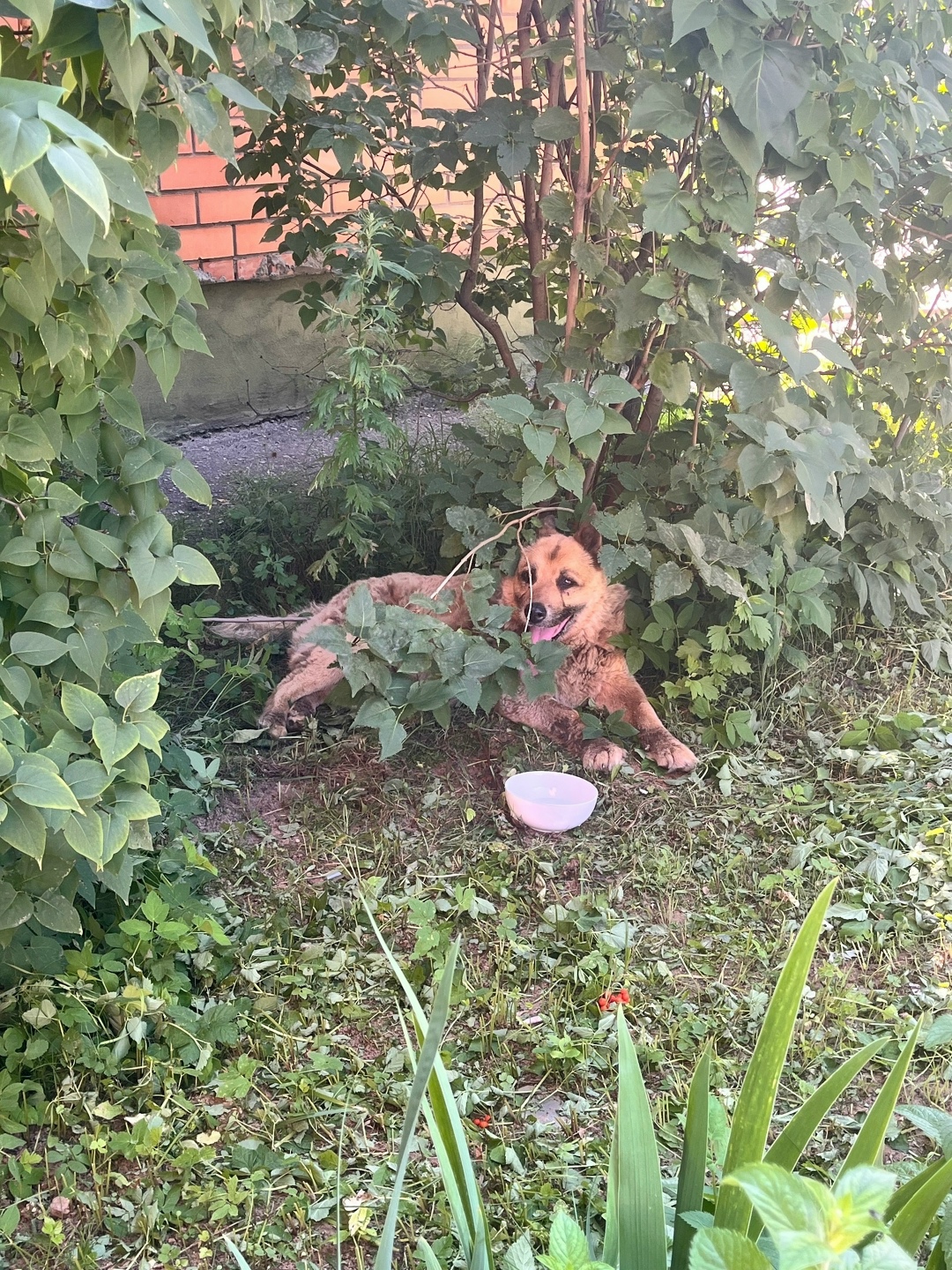 Найдена собака в Твери — фото объявления