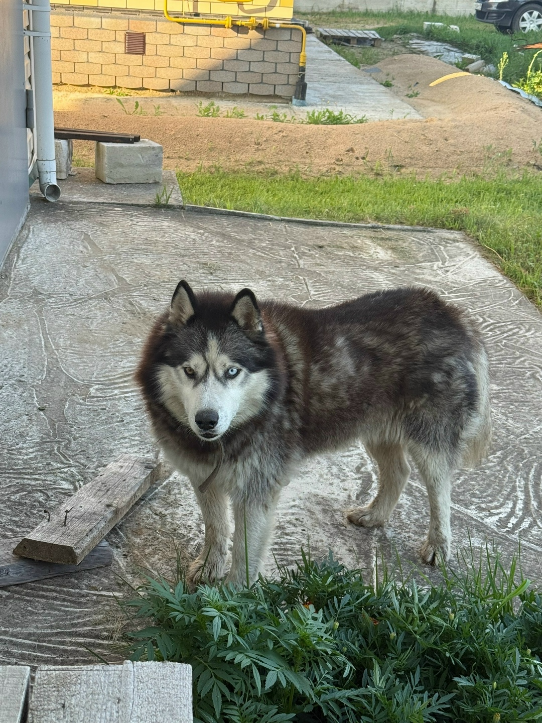 Найдена собака в Твери — фото объявления