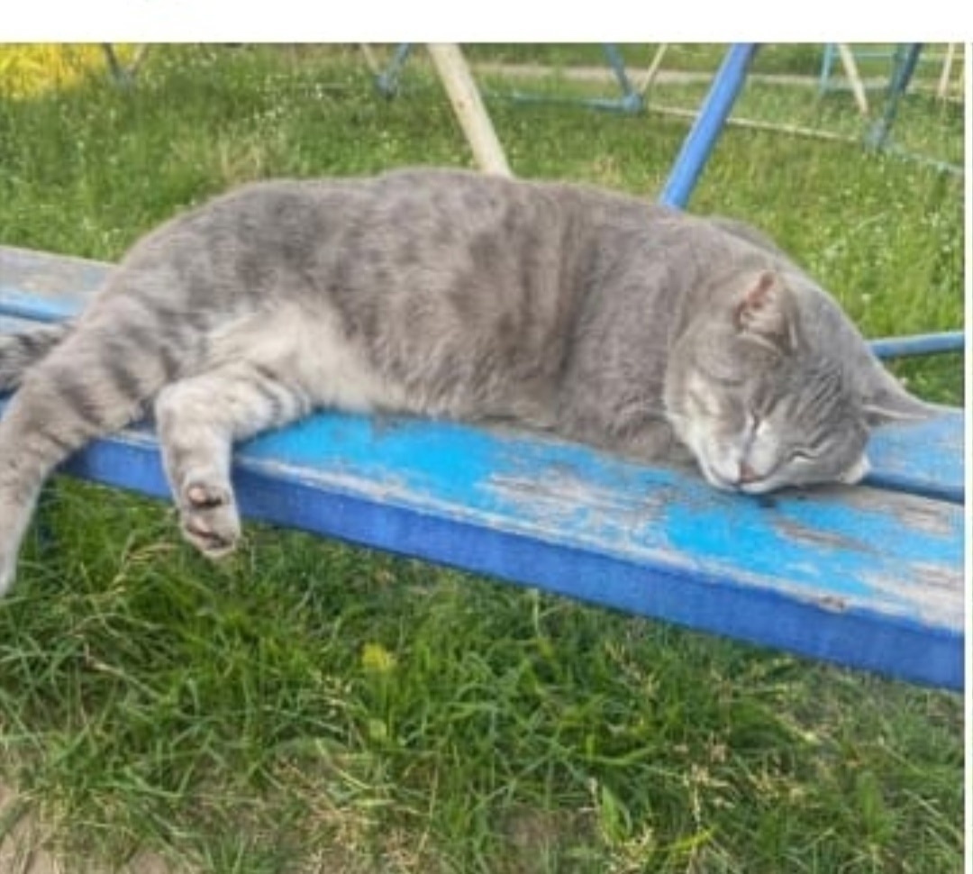 Пропала кошка в Твери — фото объявления