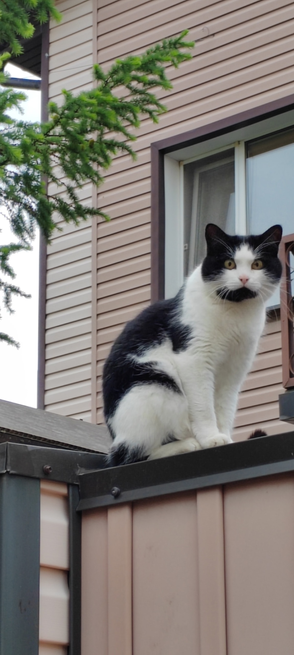 Пропала кошка в Твери — фото объявления