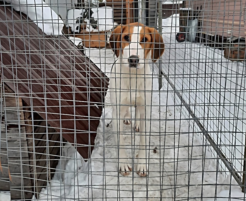 Найдена собака в Твери — фото объявления