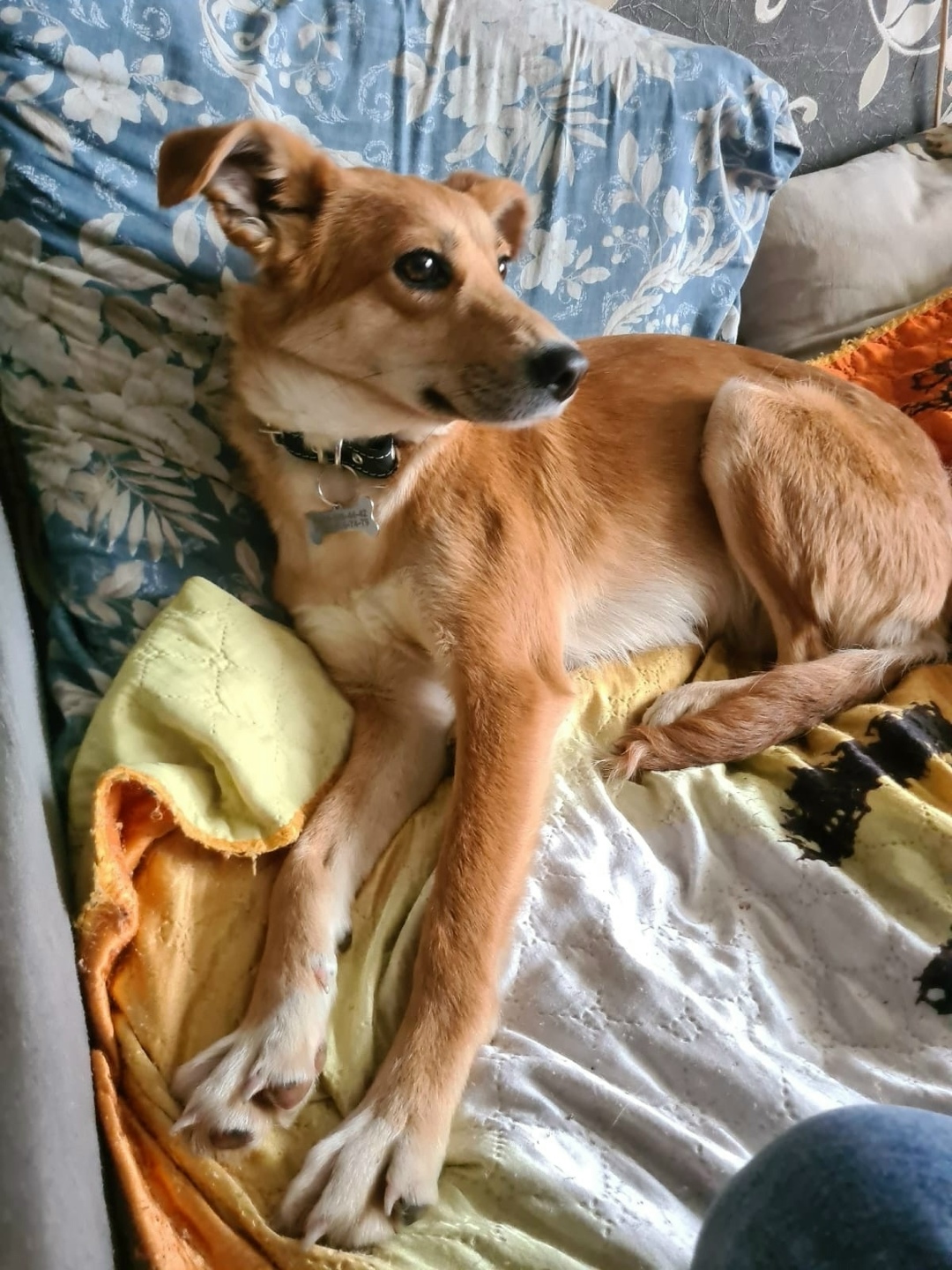 Пропала собака в Твери — фото объявления