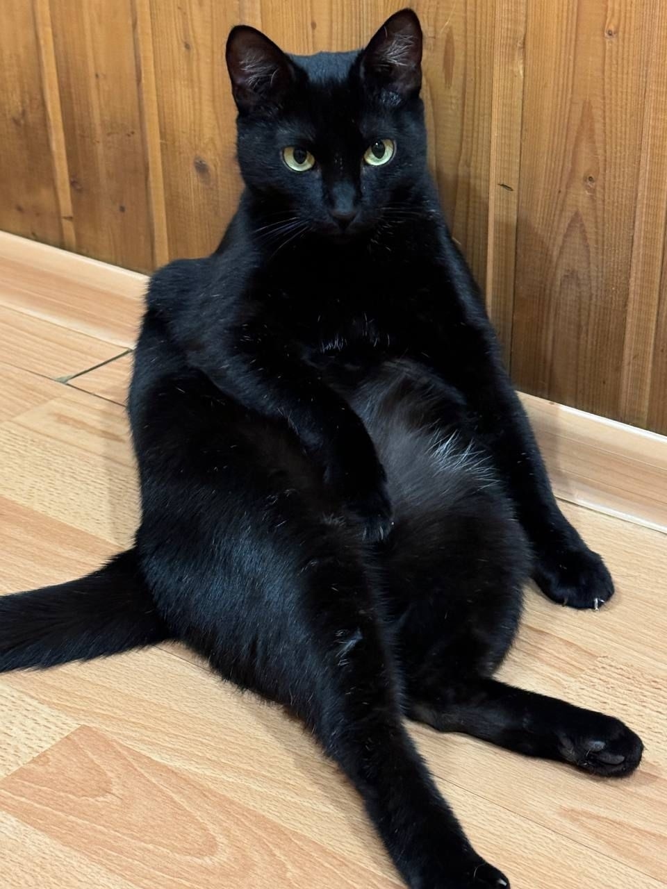 Пропала кошка в Твери — фото объявления