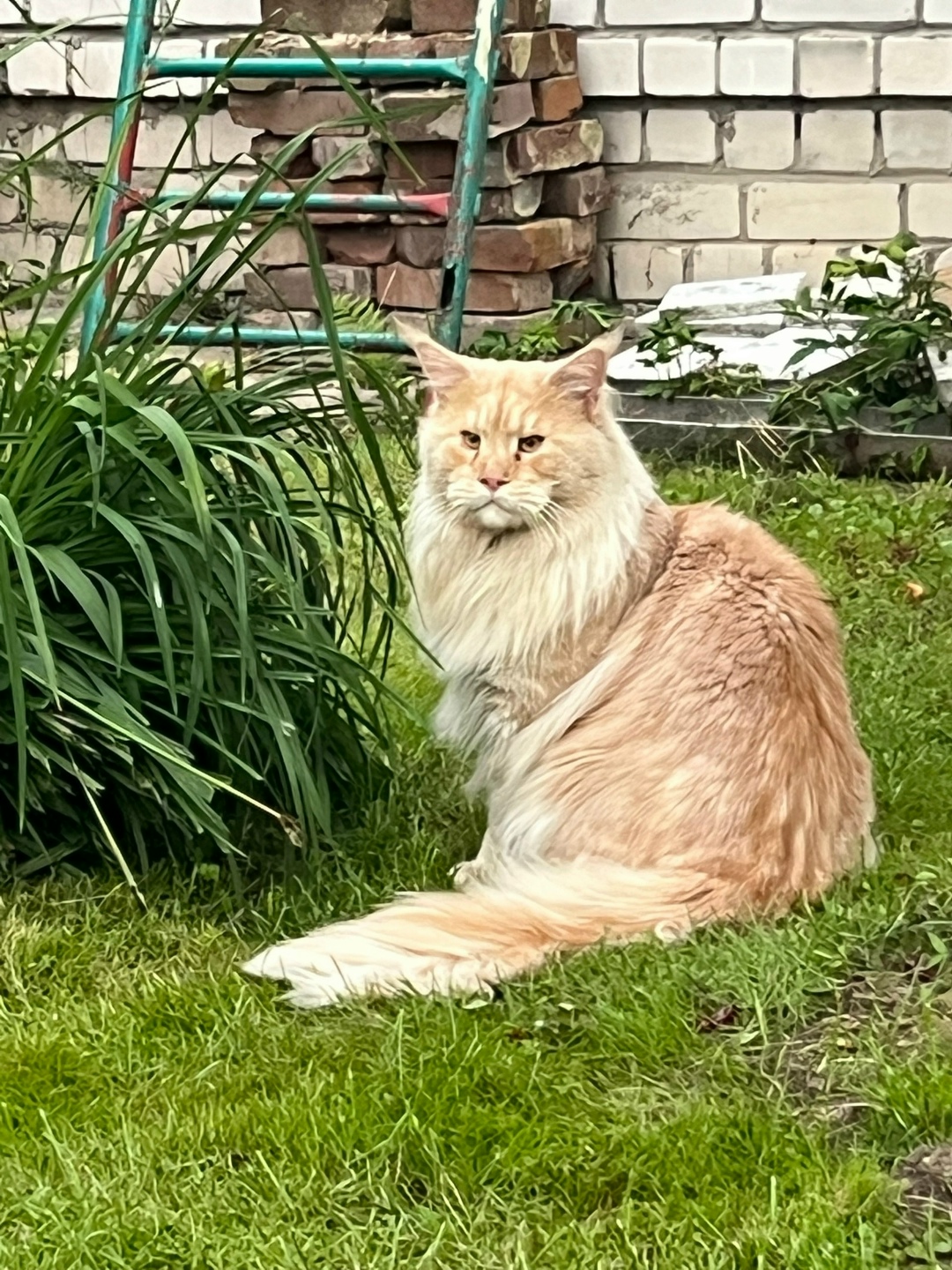 Пропала собака в Твери — фото объявления
