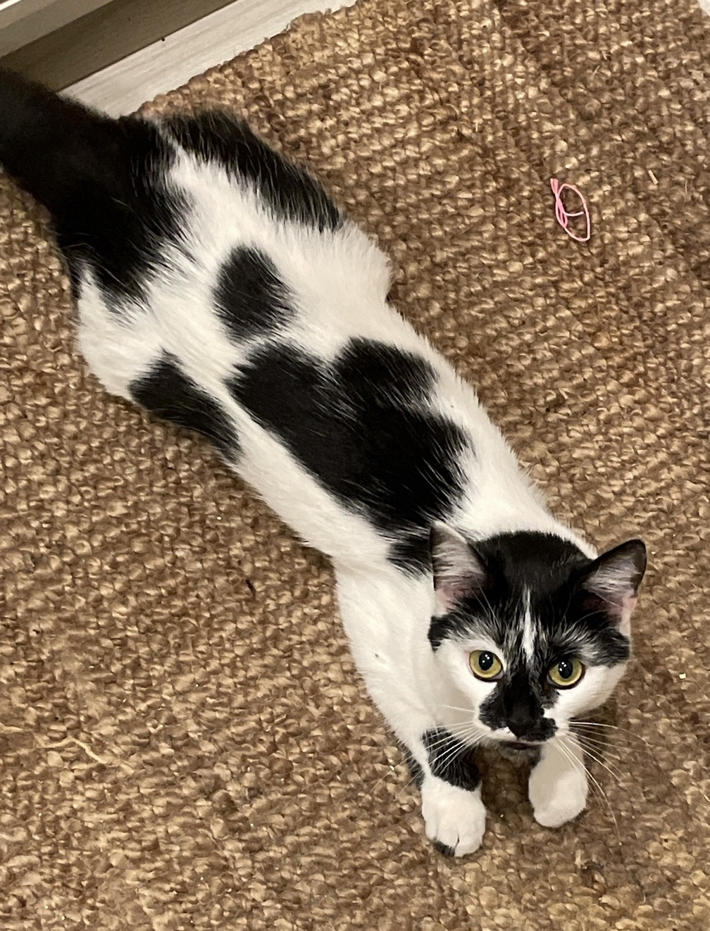 Пропала кошка в Твери — фото объявления