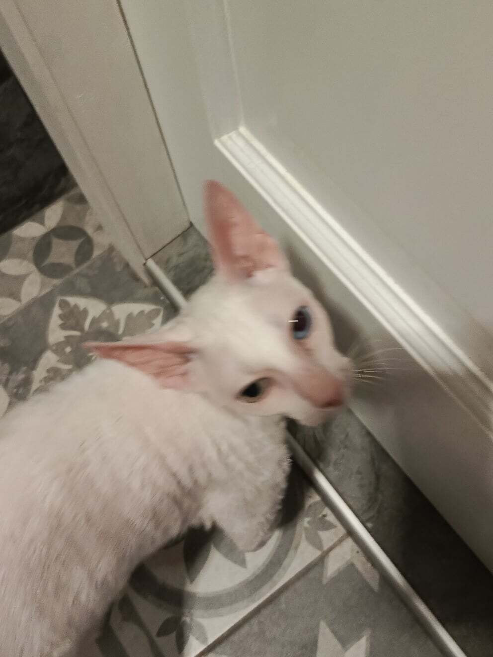 Найдена кошка в Твери — фото объявления