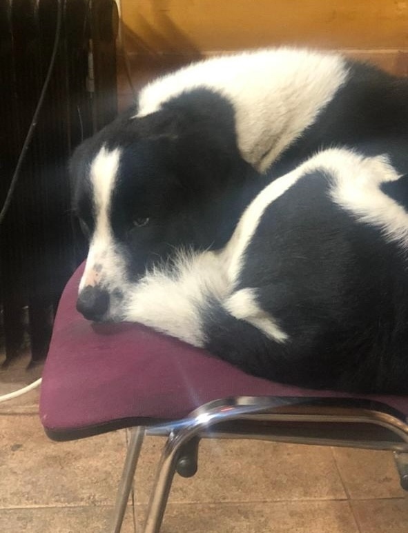 Пропала собака в Твери — фото объявления