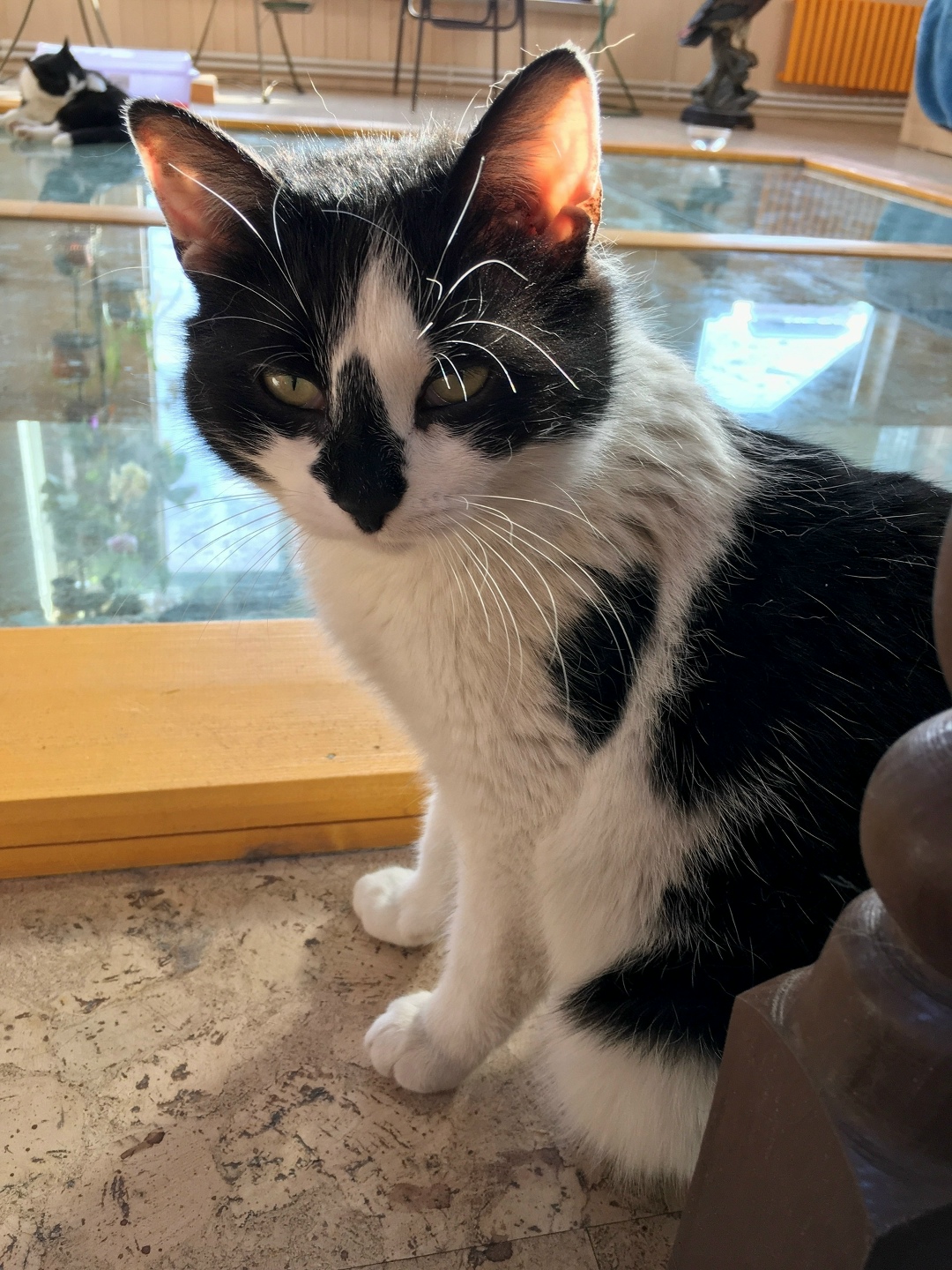 Пропала кошка в Твери — фото объявления