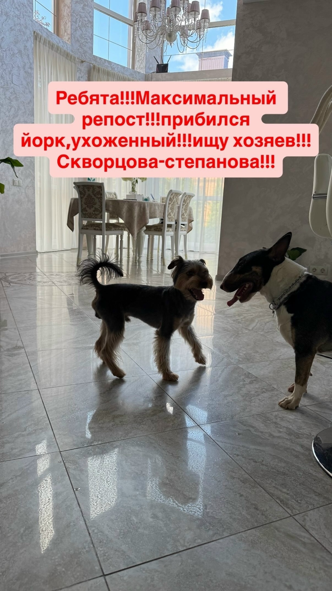 Найдена собака в Твери — фото объявления