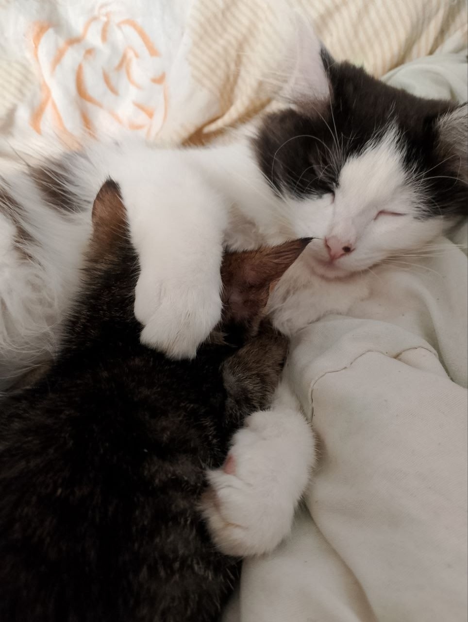 Пропала кошка в Твери — фото объявления