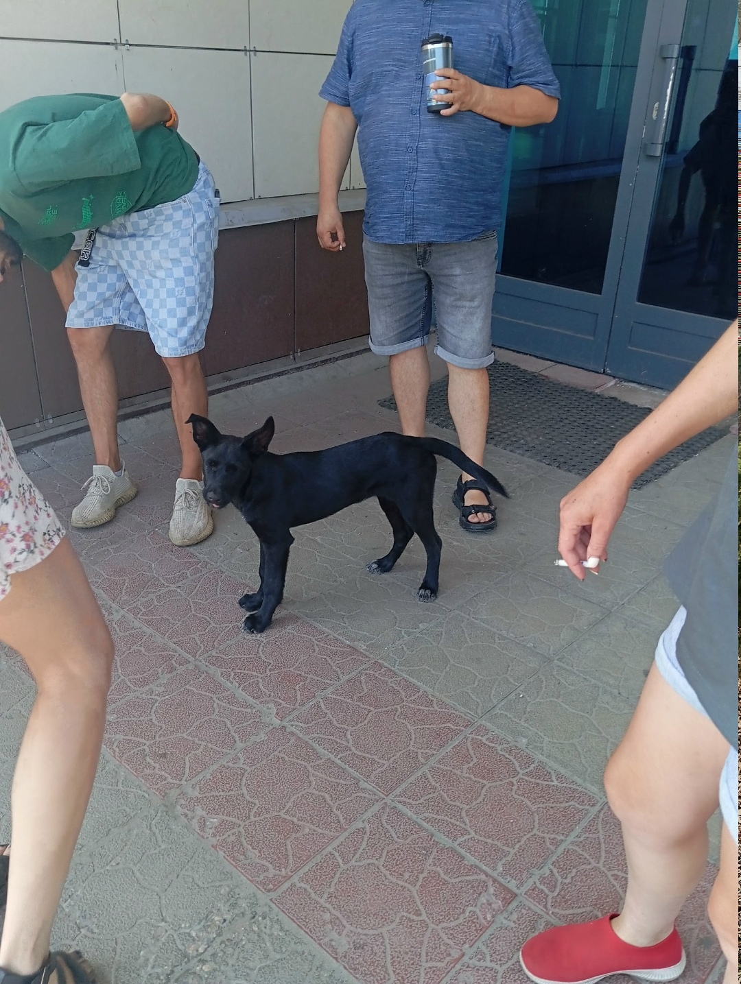 Найдена собака в Твери — фото объявления