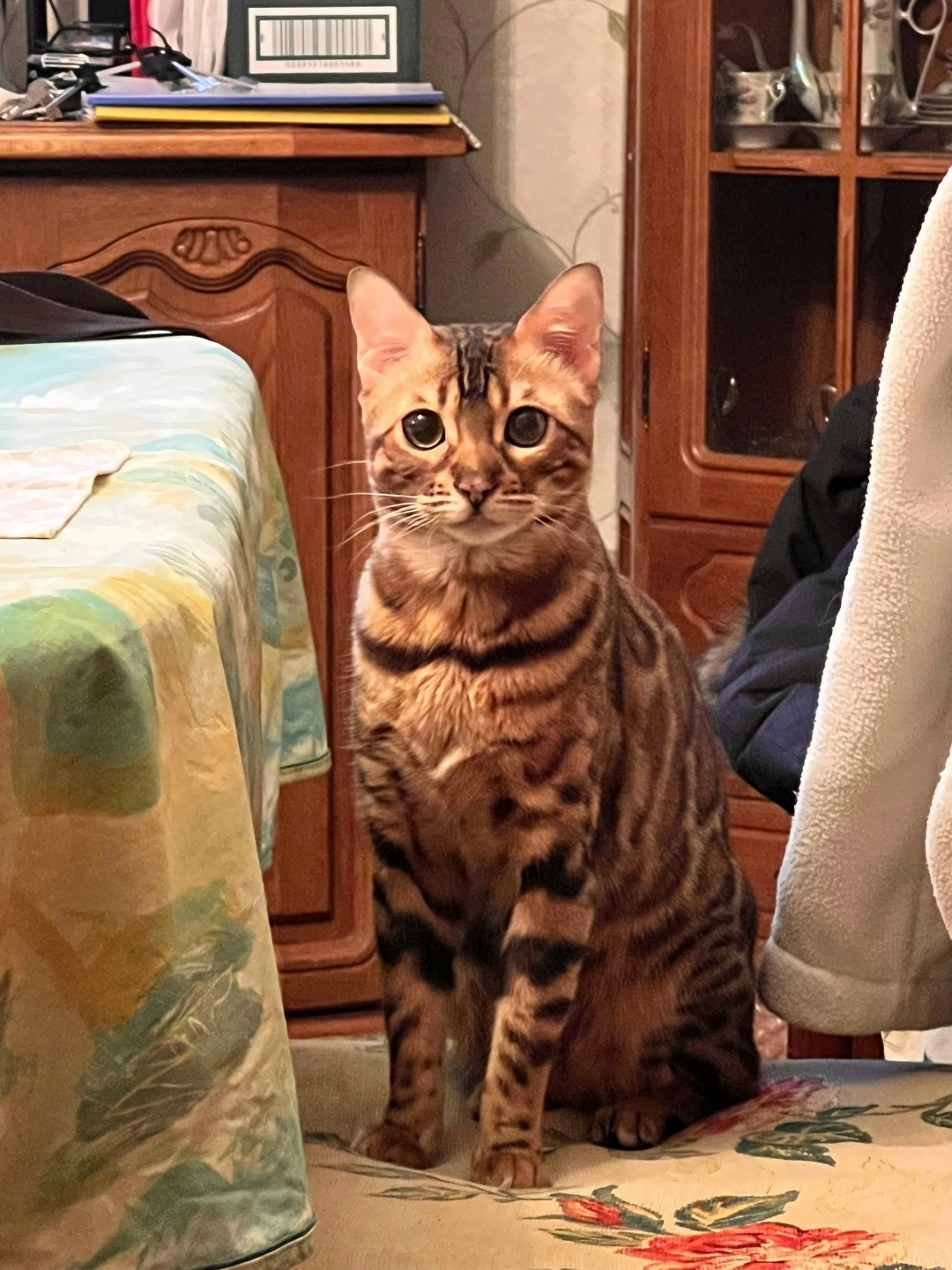 Пропала кошка в Твери — фото объявления