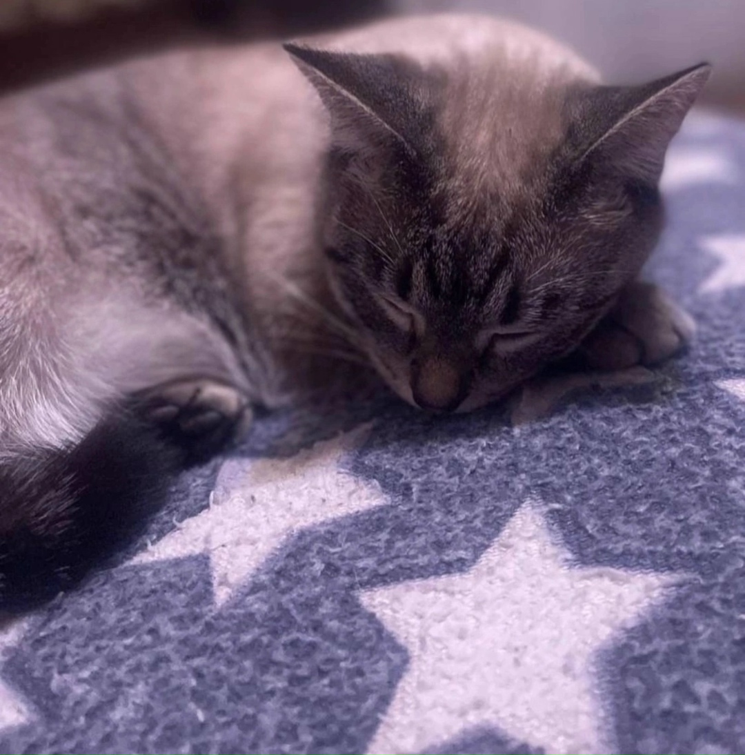 Пропала кошка в Твери — фото объявления