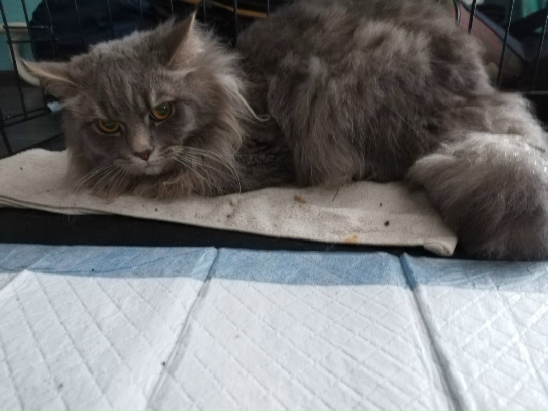 Найдена кошка в Твери — фото объявления