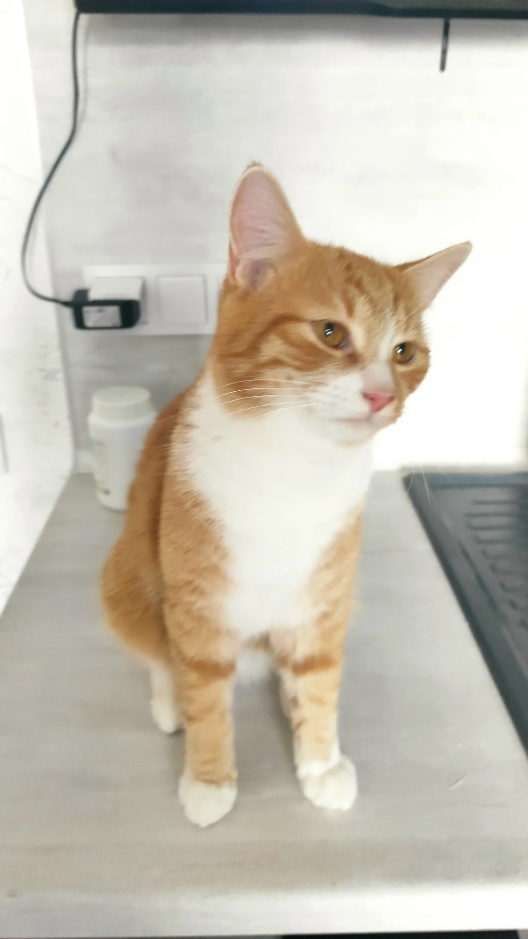 Пропала кошка в Твери — фото объявления