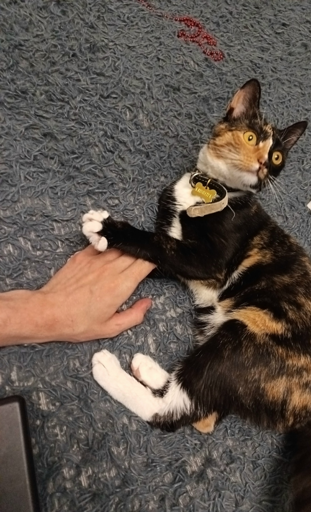 Пропала кошка в Твери — фото объявления