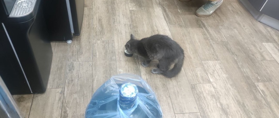 Найдена кошка в Твери — фото объявления