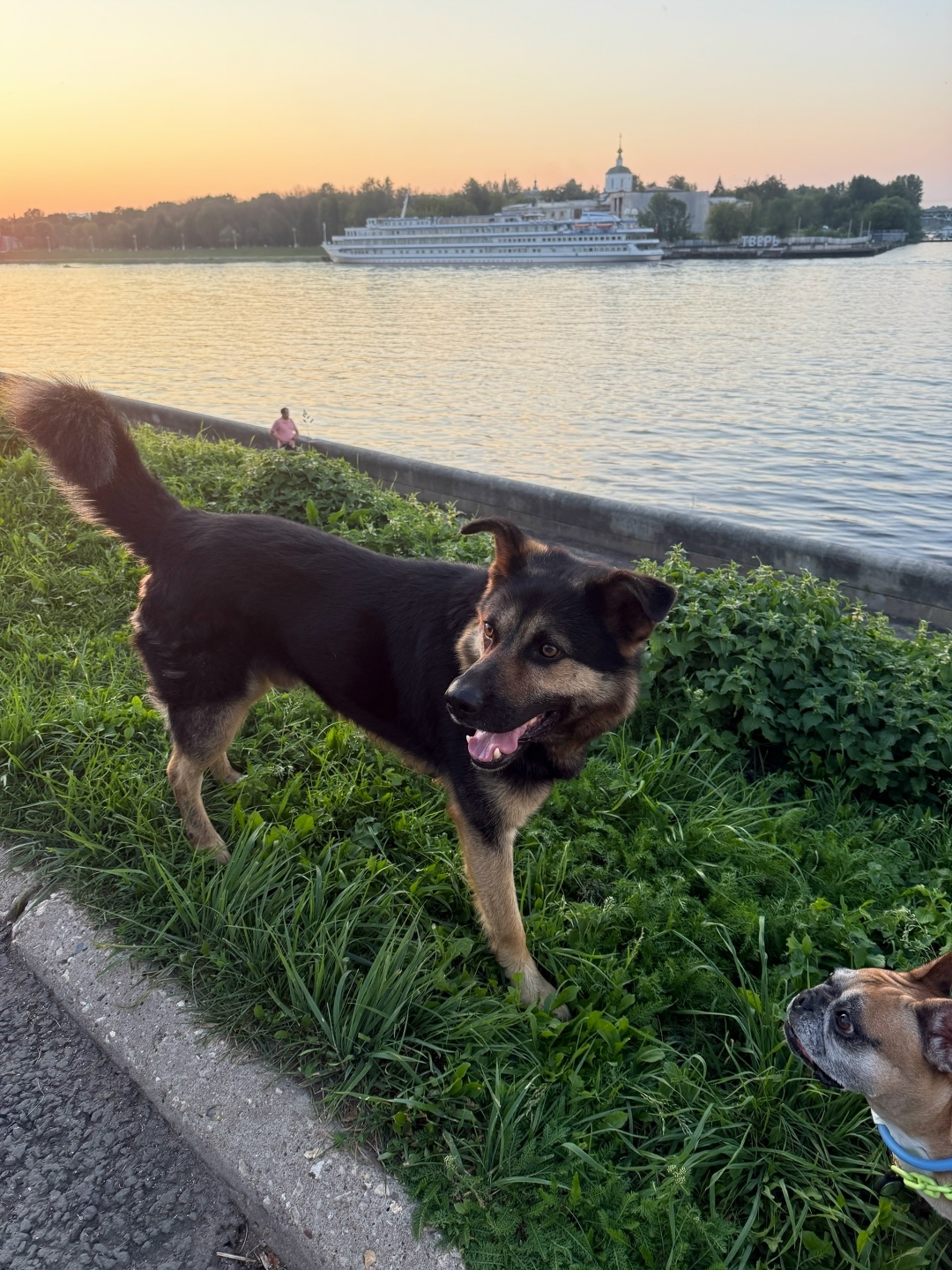 Найдена собака в Твери — фото объявления