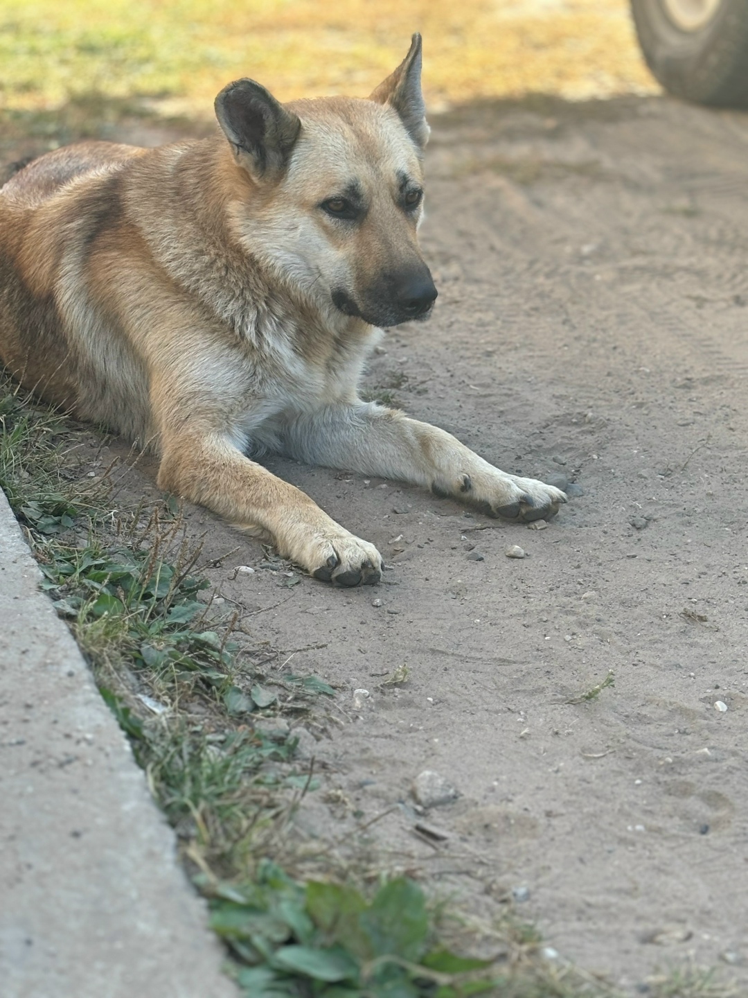 Пропала собака в Твери — фото объявления